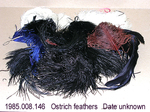 Trim, Ostrich Feathers by 008
